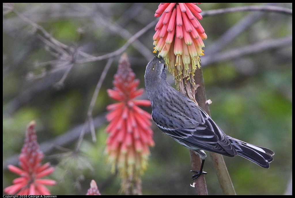 0212-133228-03.jpg - Yellow-rumped Warbler