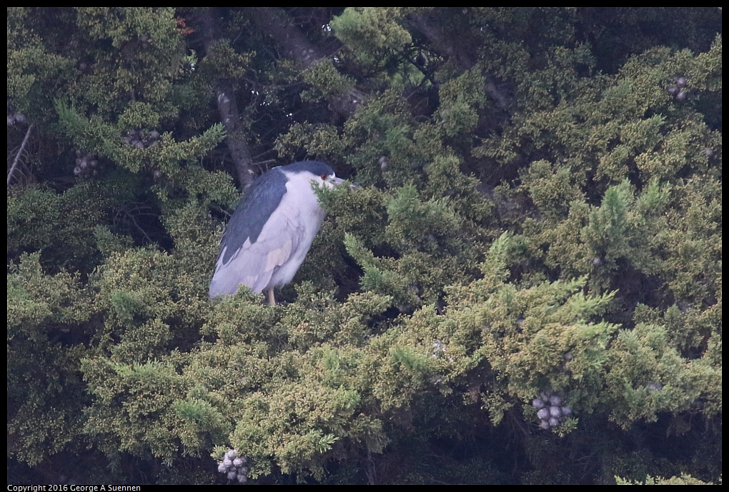 0212-133303-03.jpg - Black-crowned Night Heron