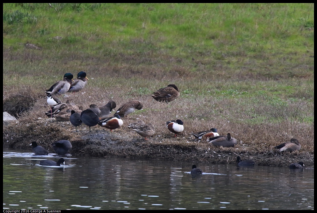 0212-133439-01.jpg - Gadwall and others