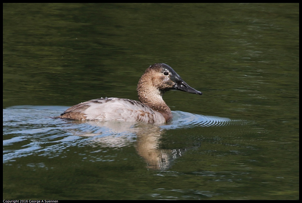 0212-133641-04.jpg - Canvasback