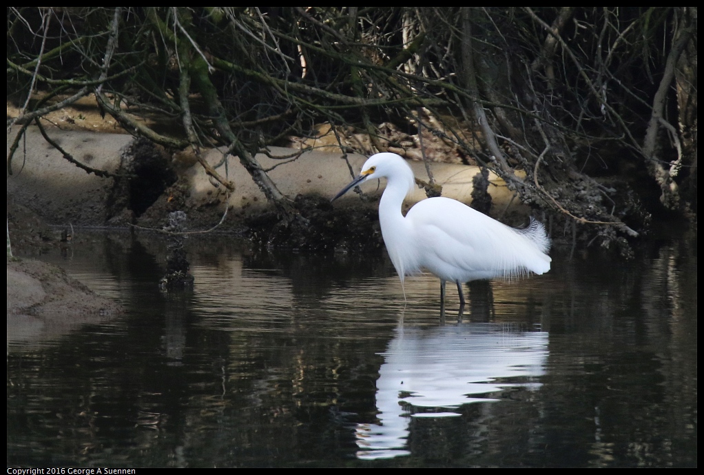 0212-133702-01.jpg - Snowy Egret