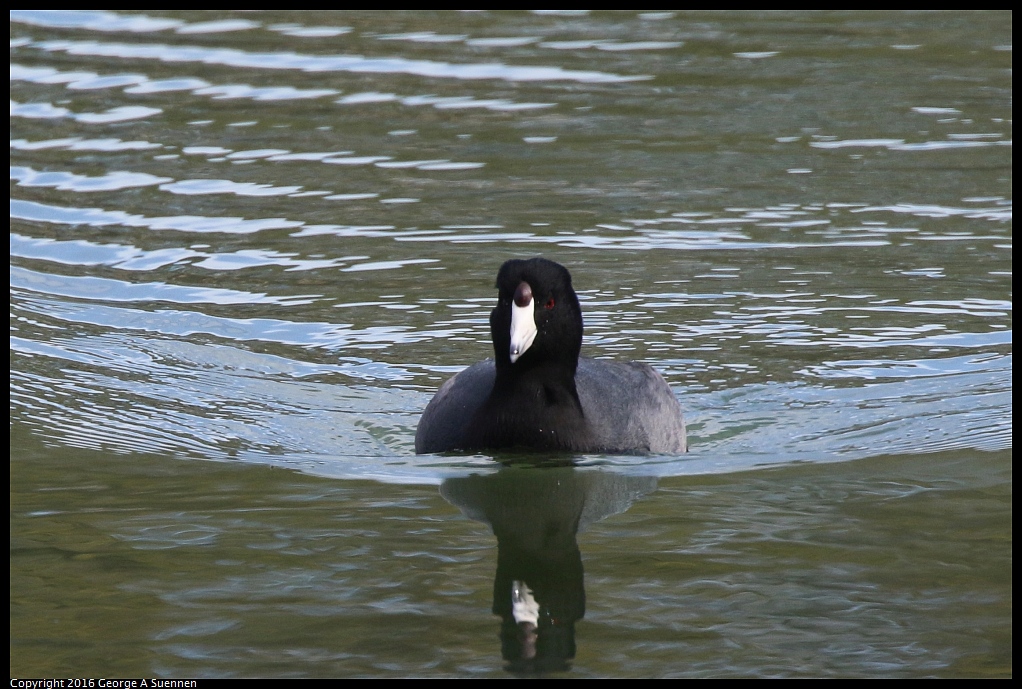 0212-133753-01.jpg - American Coot