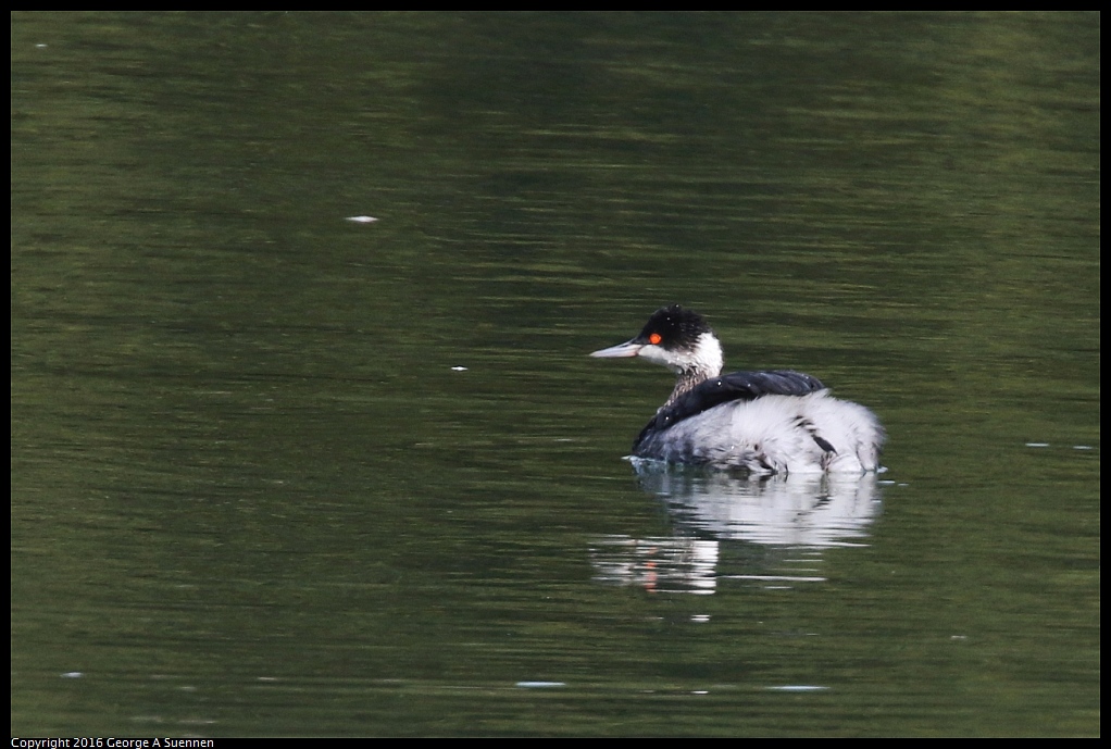 0212-133809-02.jpg - Eared Grebe