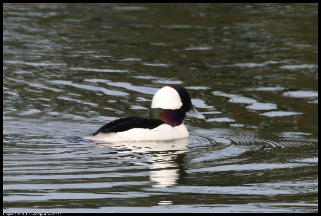 0212-133815-01.jpg - Bufflehead