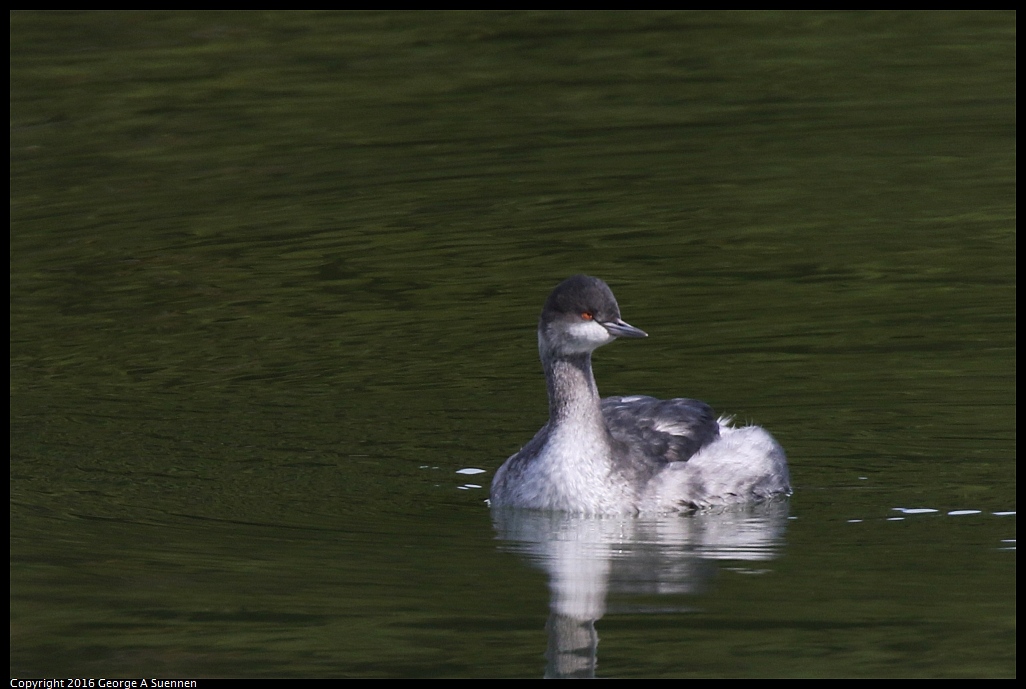 0212-134048-02.jpg - Horned Grebe