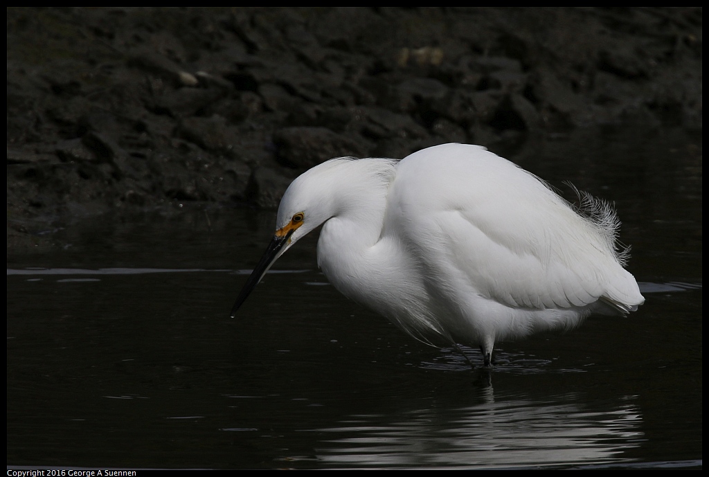 0212-134134-01.jpg - Snowy Egret