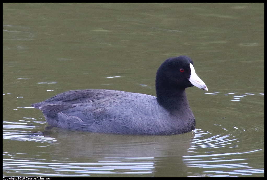 0212-134530-01.jpg - American Coot