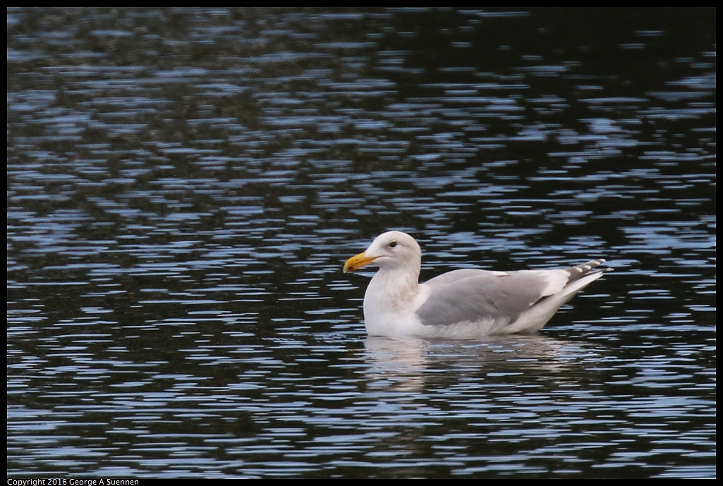 0212-134549-01.jpg - Glaucous Gull