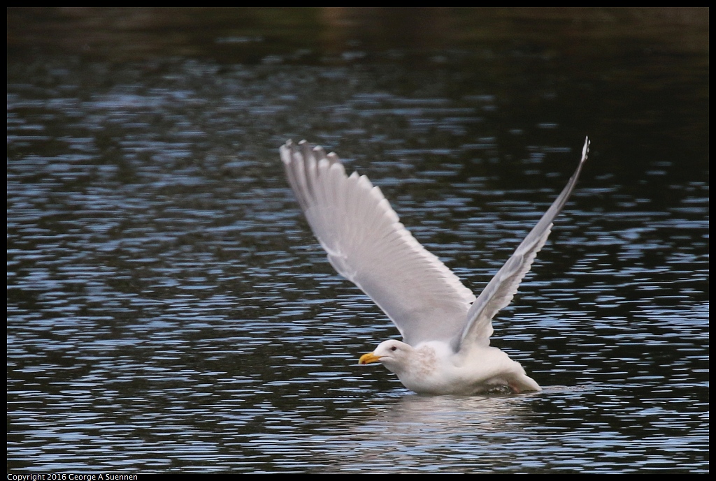 0212-134550-01.jpg - Glaucous Gull