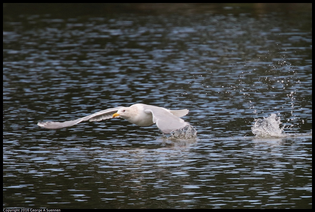 0212-134550-03.jpg - Glaucous Gull