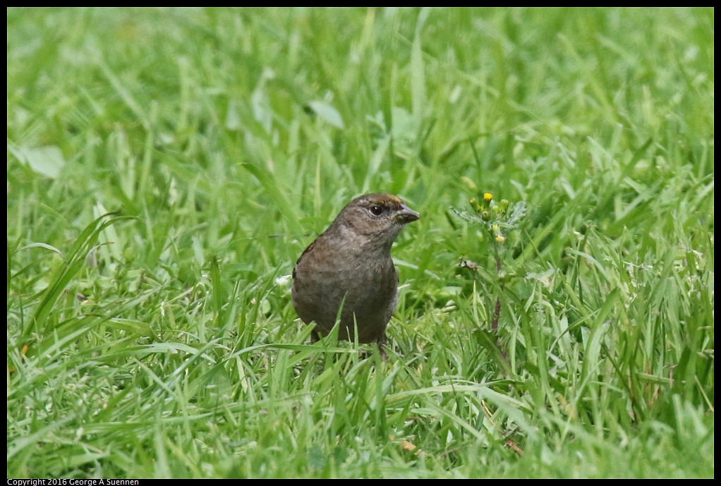 0212-134859-02.jpg - Golden-crowned Sparrow