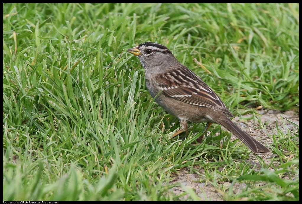 0212-134919-02.jpg - White-crowned Sparrow