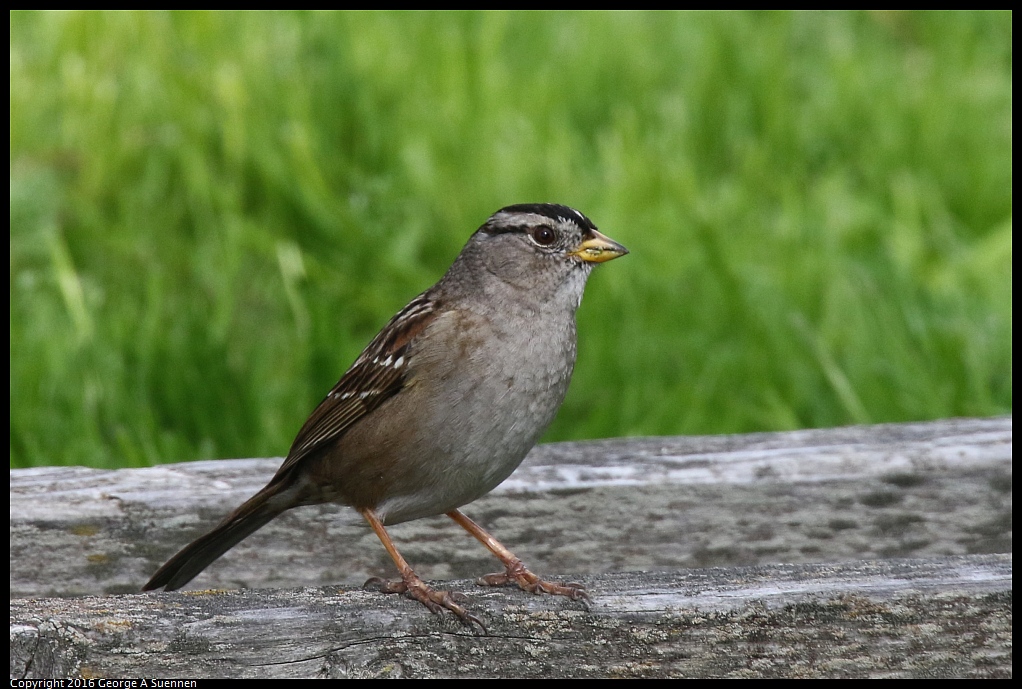 0212-134925-02.jpg - White-crowned Sparrow