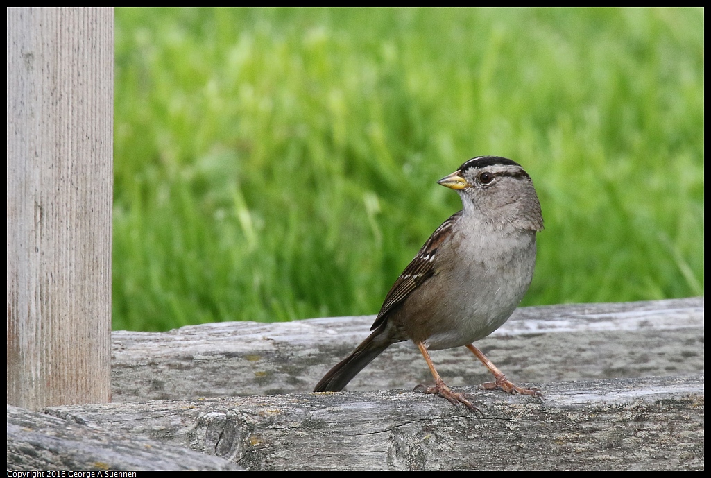 0212-134927-01.jpg - White-crowned Sparrow