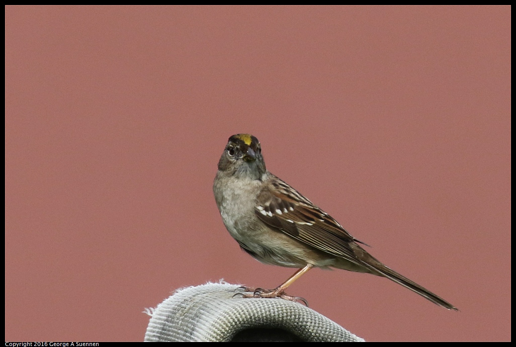 0212-134936-02.jpg - Golden-crowned Sparrow