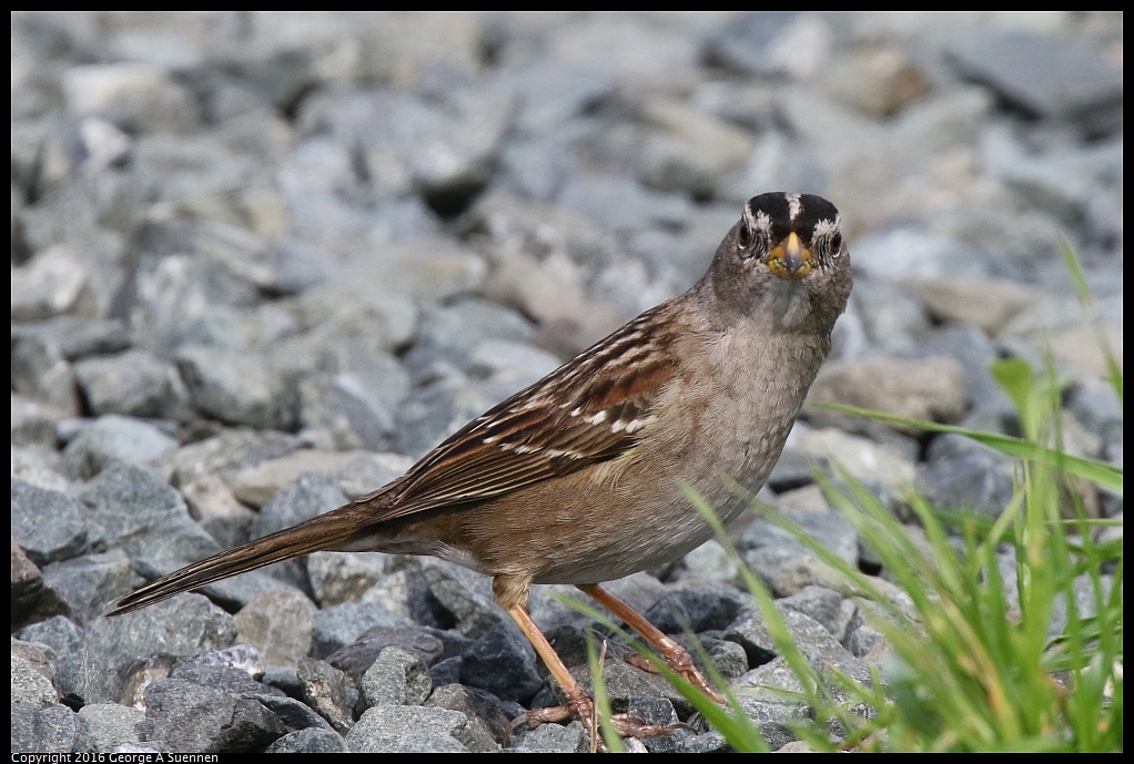 0212-134945-02.jpg - White-crowned Sparrow