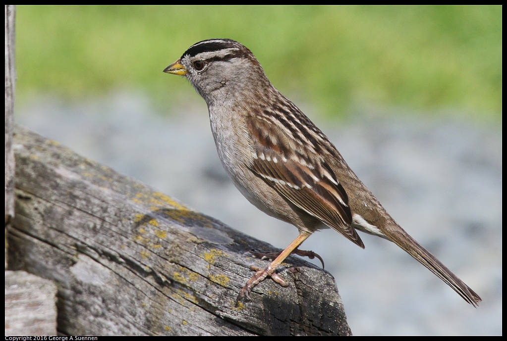 0212-135011-01.jpg - White-crowned Sparrow