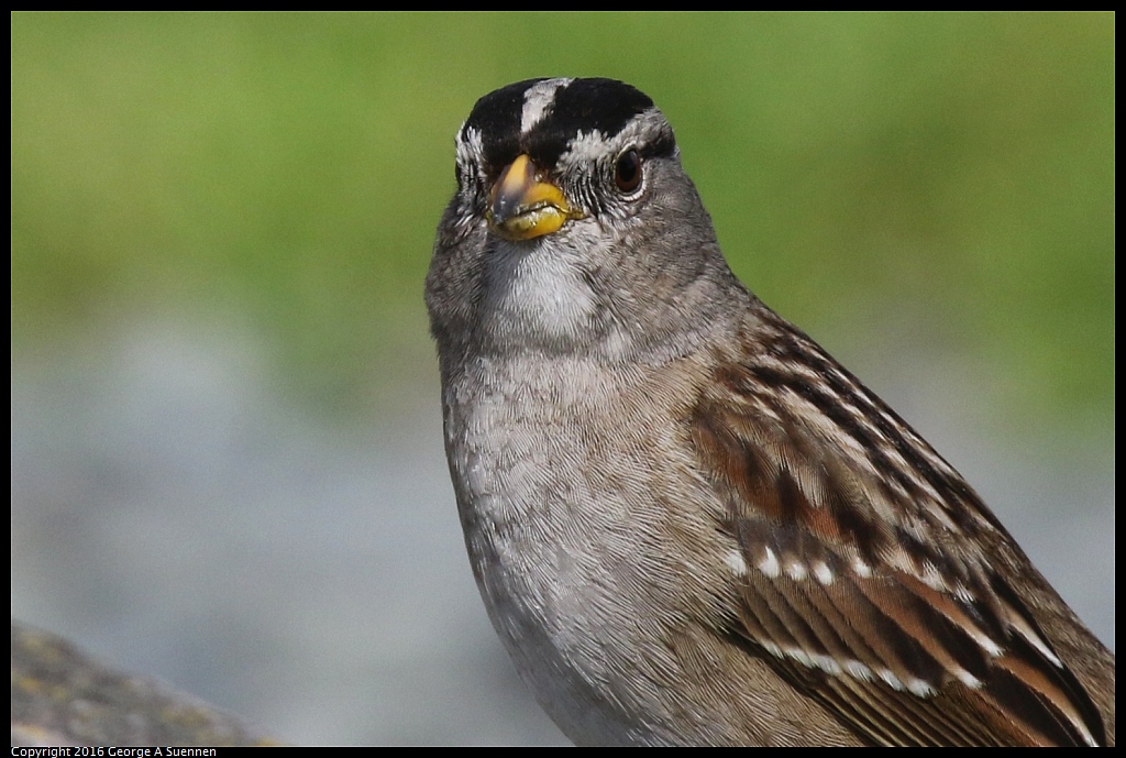 0212-135014-01.jpg - White-crowned Sparrow