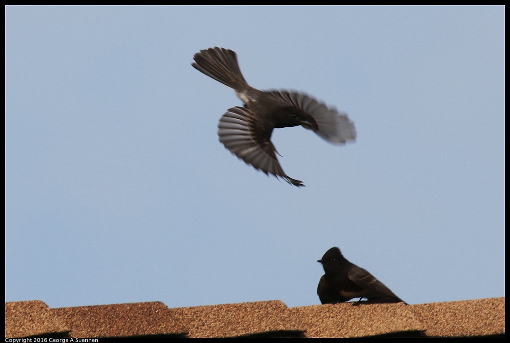 0212-135040-01.jpg - Black Phoebe