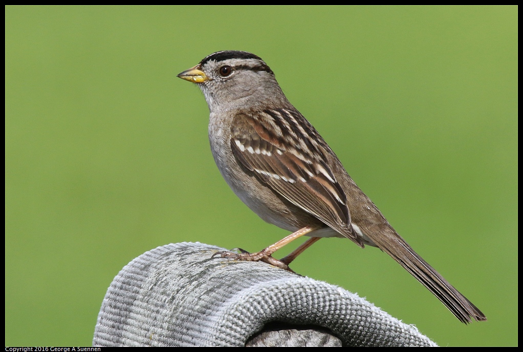 0212-135046-02.jpg - White-crowned Sparrow