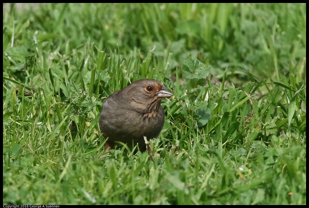 0212-135104-01.jpg - California Towhee