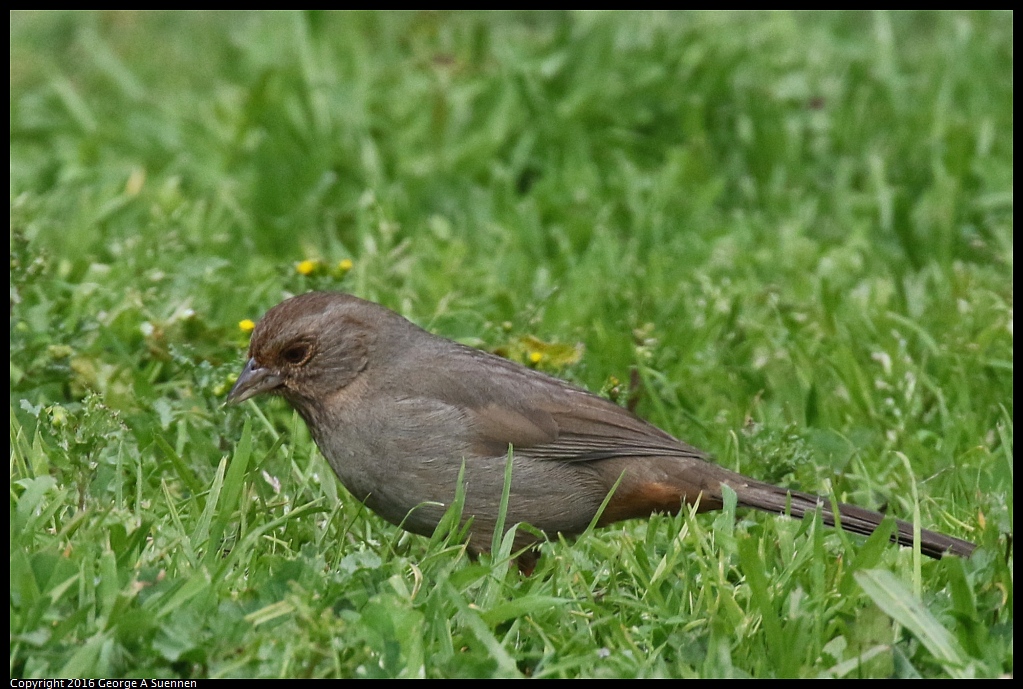 0212-135137-01.jpg - California Towhee