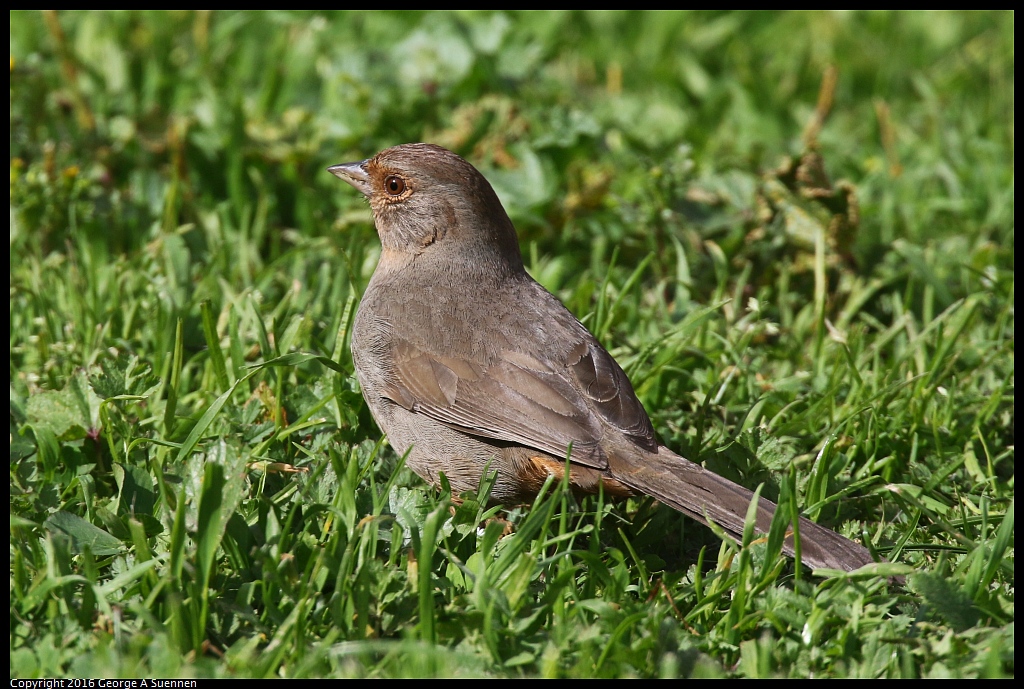 0212-135248-03.jpg - California Towhee