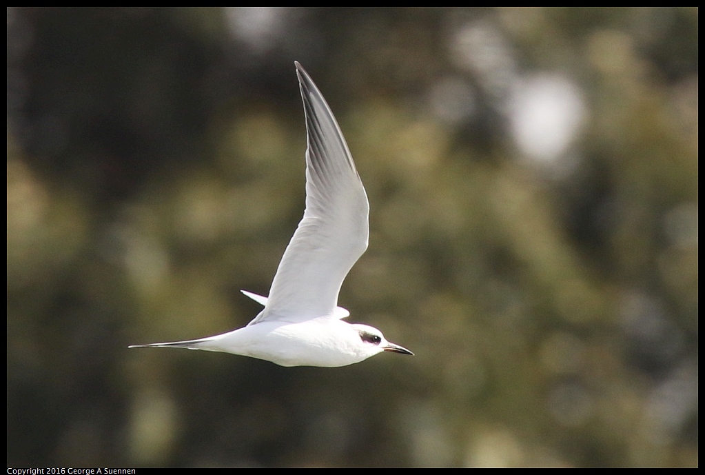 0212-135324-03.jpg - Forster's Tern