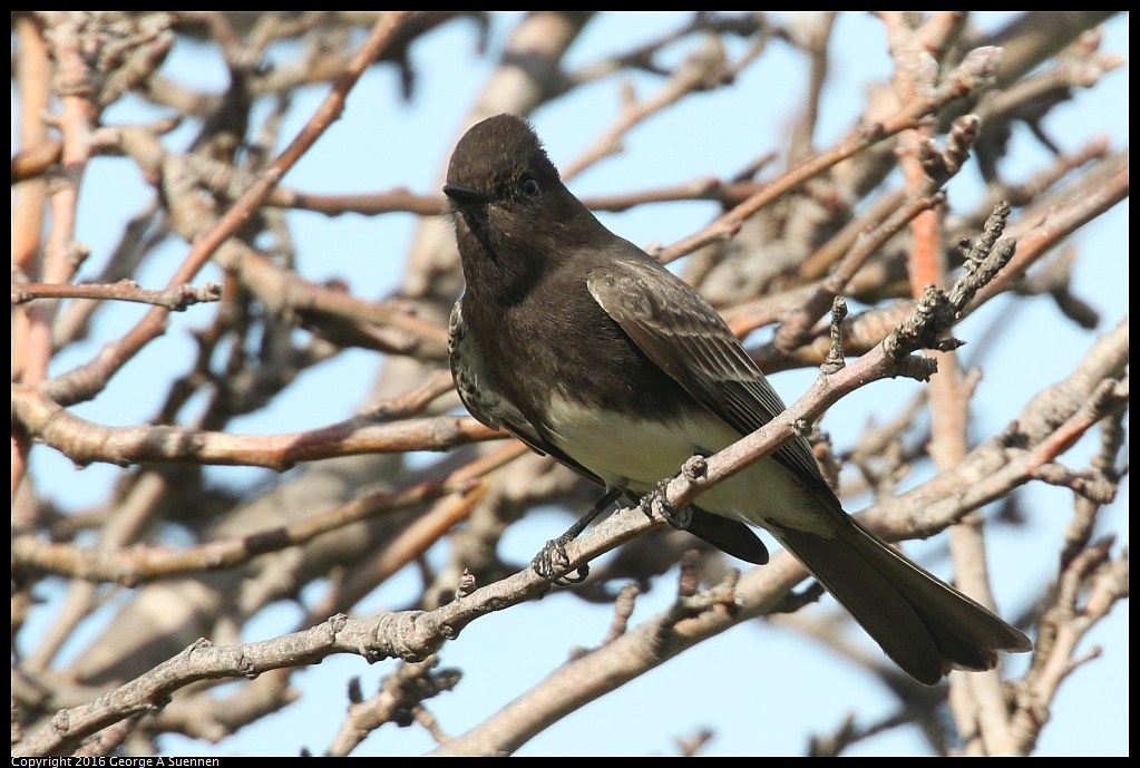 0212-135343-01.jpg - Black Phoebe