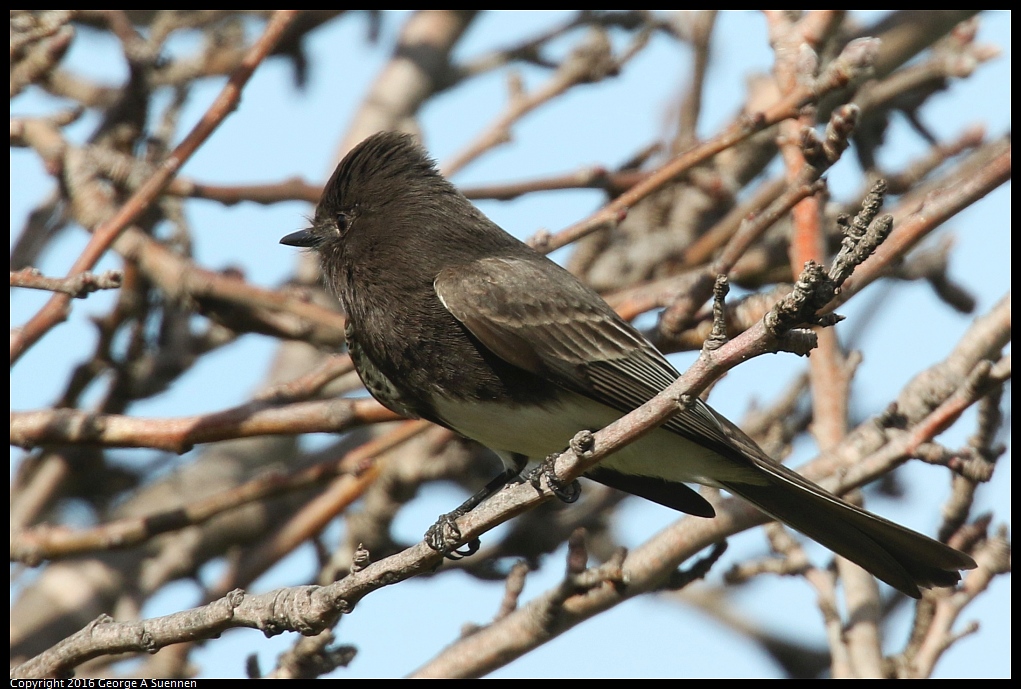 0212-135344-03.jpg - Black Phoebe