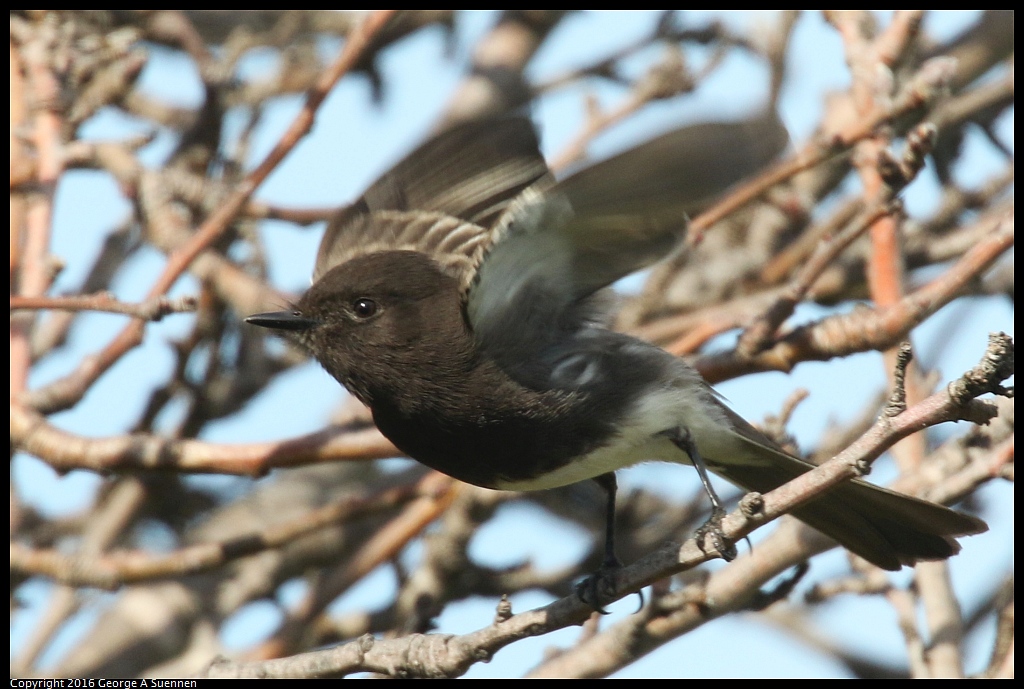 0212-135353-01.jpg - Black Phoebe