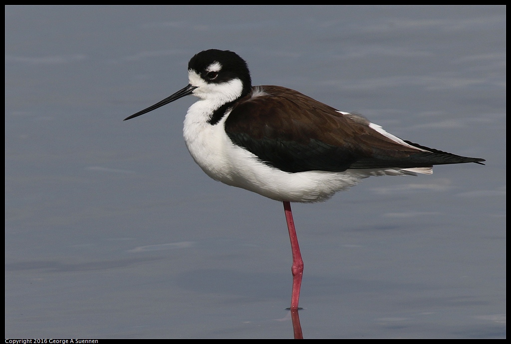 0212-135523-02.jpg - Black-necked Stilt