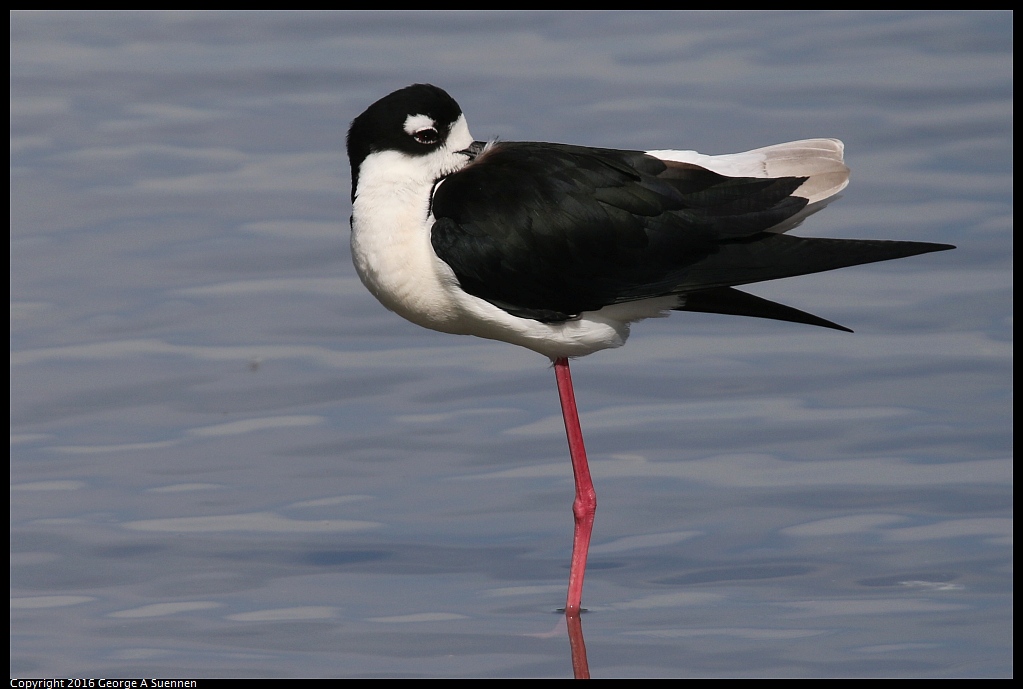 0212-135529-02.jpg - Black-necked Stilt