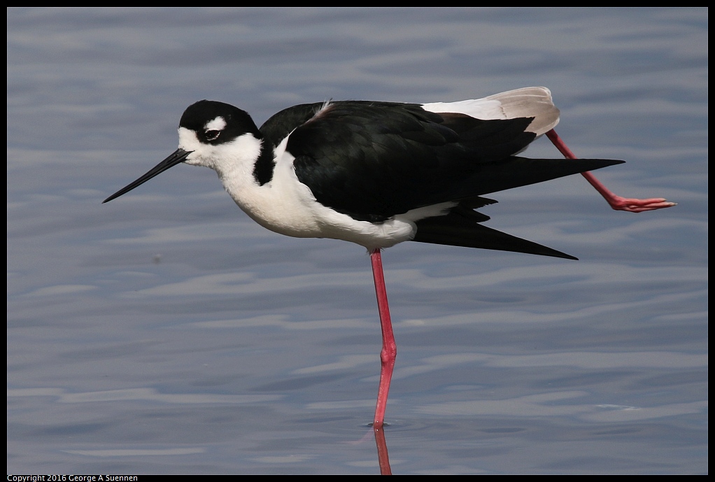 0212-135529-03.jpg - Black-necked Stilt