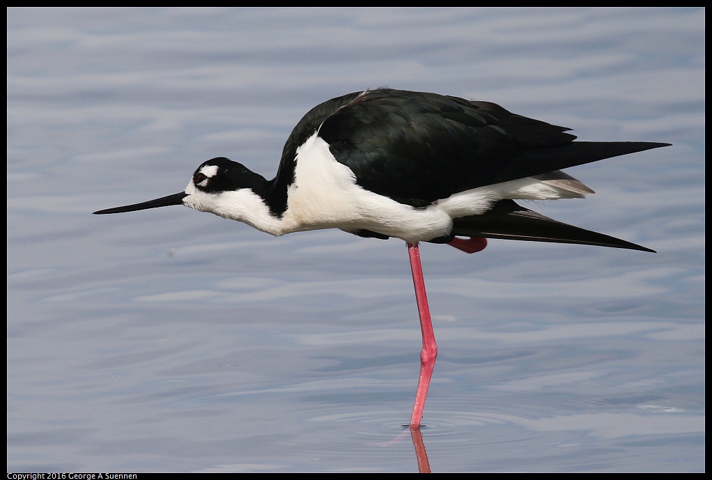 0212-135530-03.jpg - Black-necked Stilt