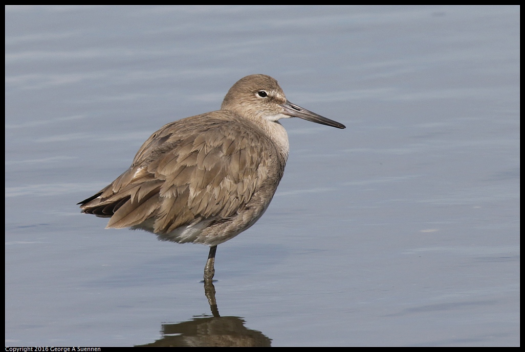 0212-135539-01.jpg - Willet