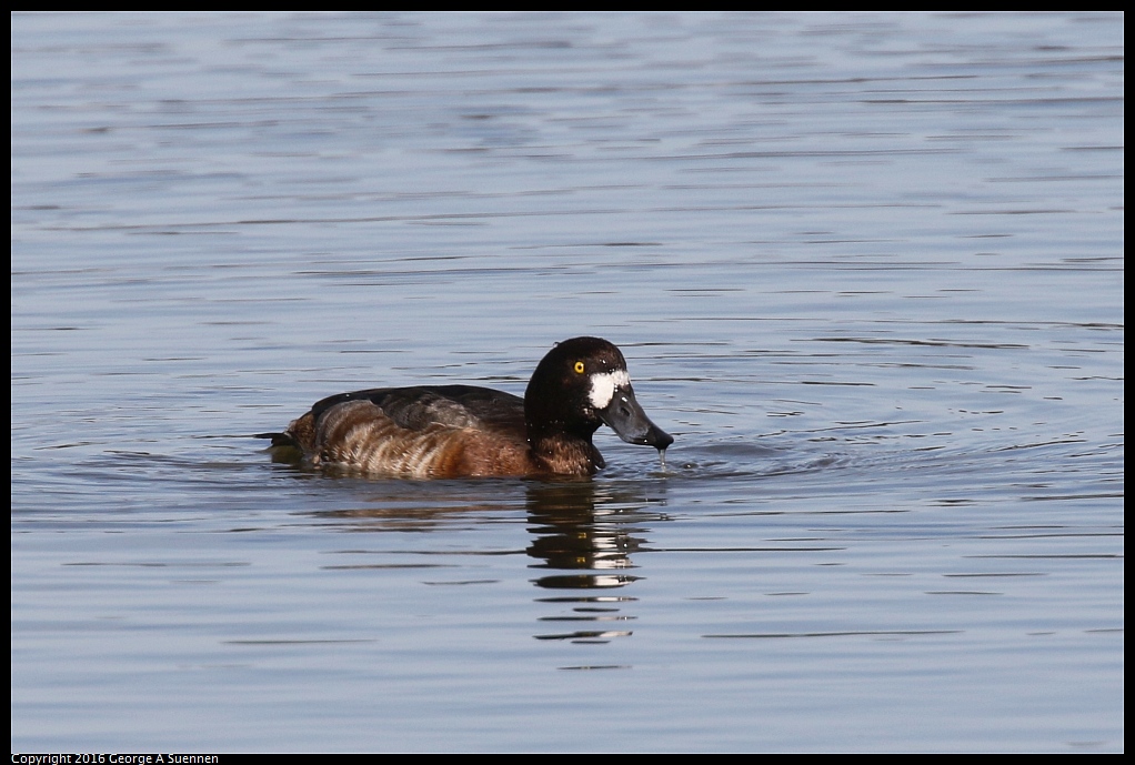 0212-135546-01.jpg - Lesser Scaup