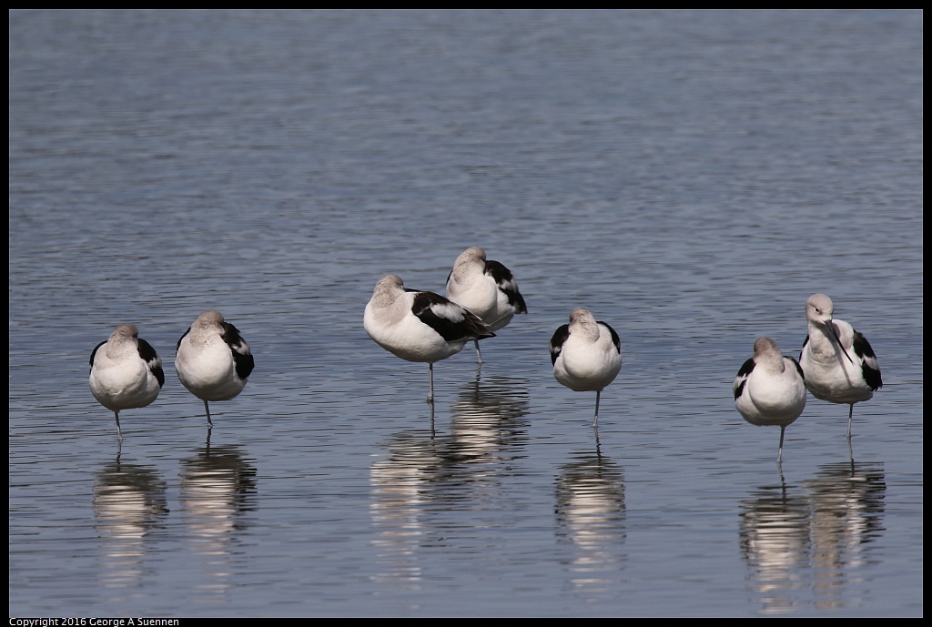 0212-135554-01.jpg - American Avocet