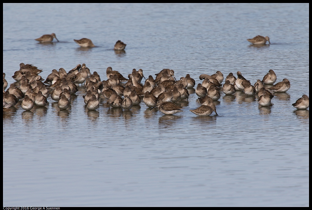 0212-135610-01.jpg - Short-billed Dowitchers