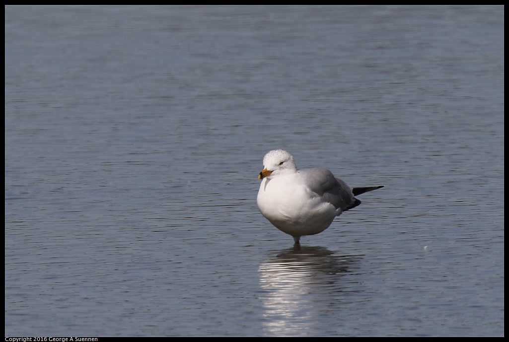 0212-135700-01.jpg - Ring-billed Gull