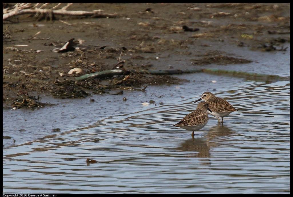 0212-135720-02.jpg - Least Sandpipers