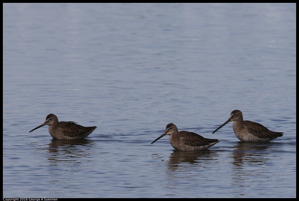 0212-135906-03.jpg - Short-billed and Long-billed Dowitchers 