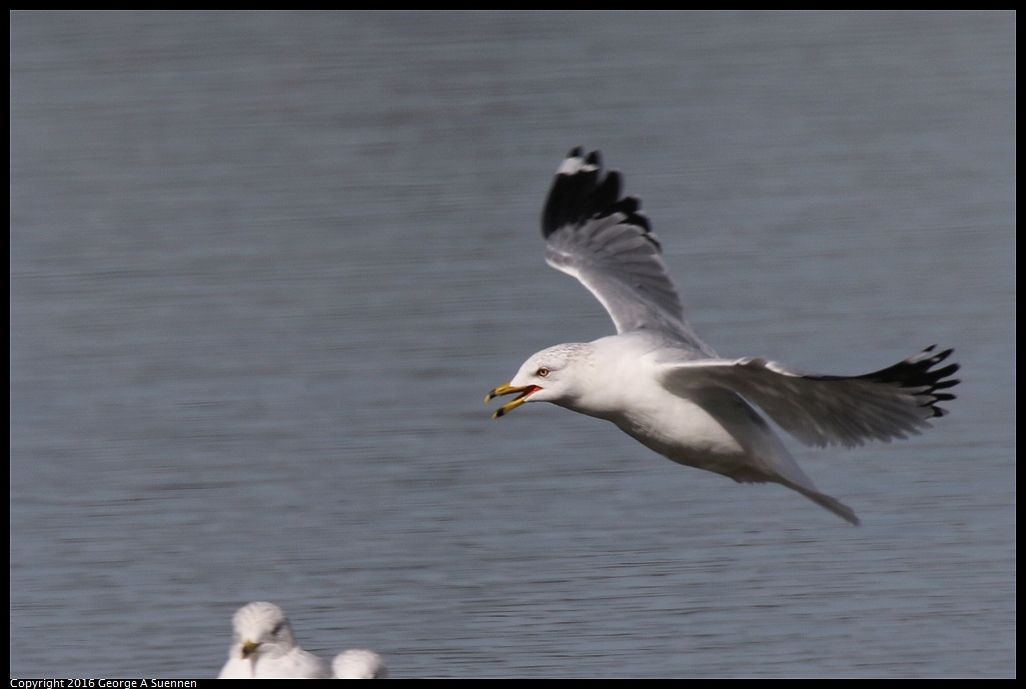 0212-135952-01.jpg - Ring-billed Gull