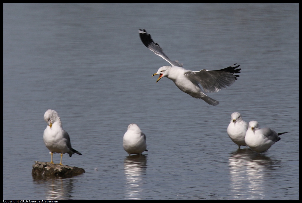 0212-135952-02.jpg - Ring-billed Gull