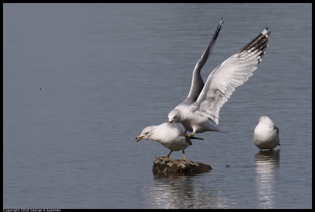 0212-135952-04.jpg - Ring-billed Gull