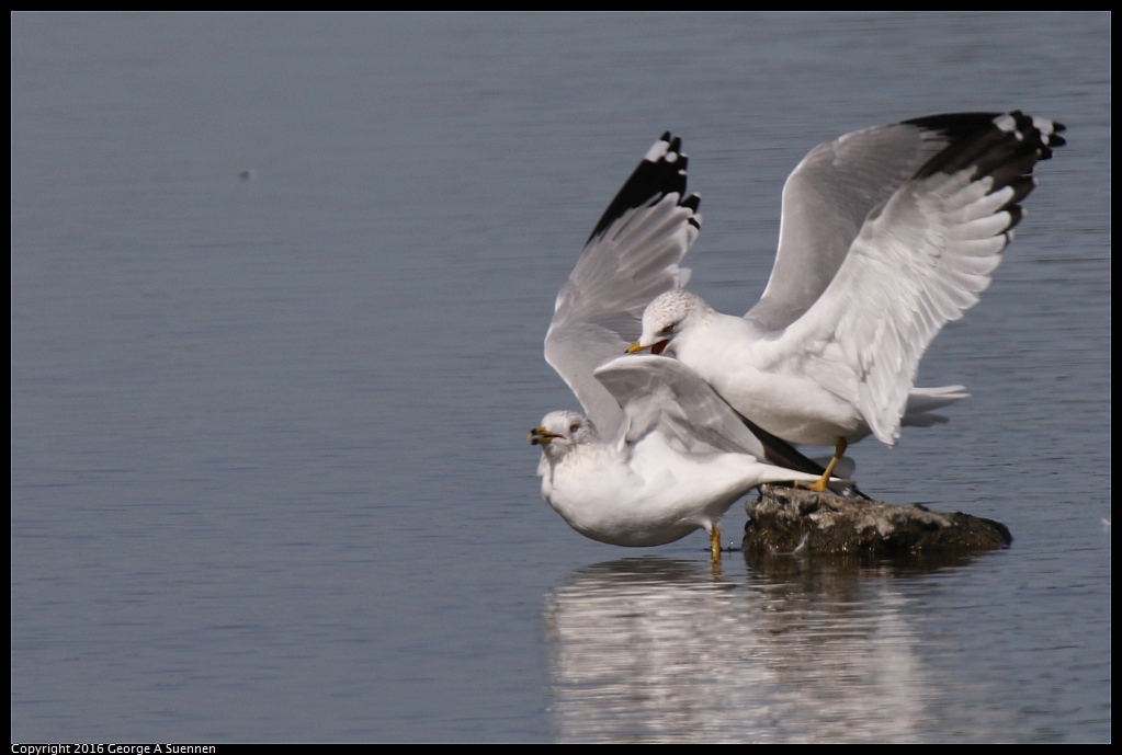 0212-135952-05.jpg - Ring-billed Gull