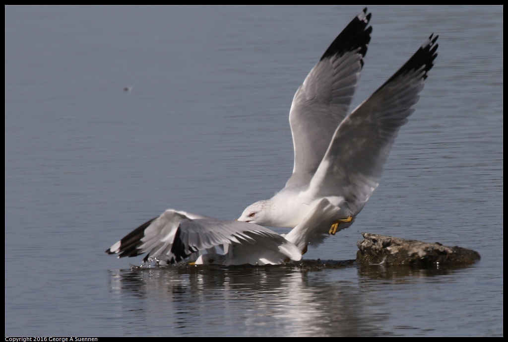 0212-135953-01.jpg - Ring-billed Gull