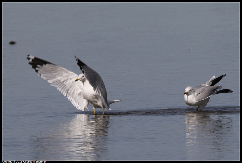 0212-135954-02.jpg - Ring-billed Gull