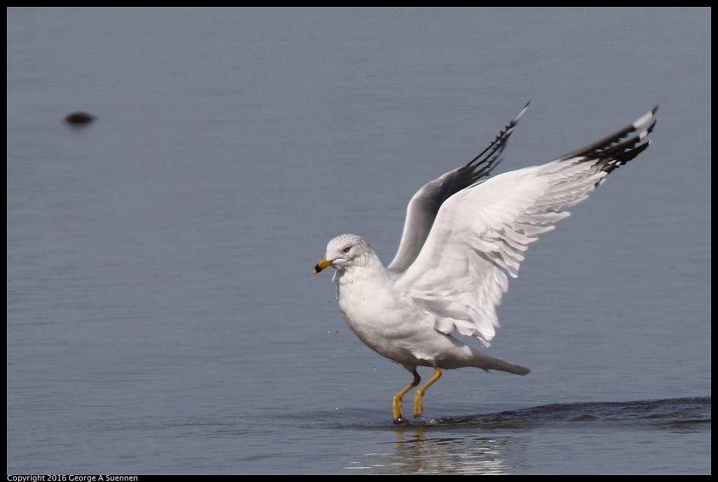 0212-135954-03.jpg - Ring-billed Gull