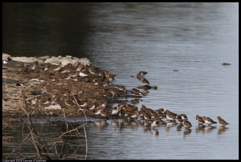 0212-140015-01.jpg - Western Sandpipers